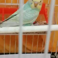 3تامرغ عشق جوجه دون خور|پرنده|قزوین, |دیوار