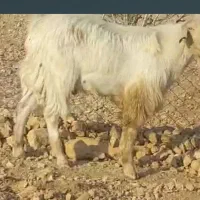 فروش کره کولار داشتی نر وماده در استهبان