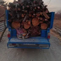 خرید چوب/درخت/قطع وبرش/هرس/حرس|خدمات باغبانی و درختکاری|مشهد, دوست آباد|دیوار