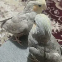 عروس هلندی|پرنده|مشهد, شهید قربانی|دیوار