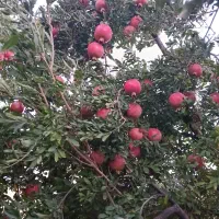 اجاره باغ انار|اجارهٔ کوتاه‌مدت ویلا و باغ|فیروزآباد (فارس), |دیوار