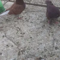 کبوتر|پرنده|خمینی‌شهر, |دیوار