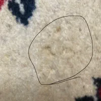 فرش دست بافت|فرش|شهرکرد, |دیوار