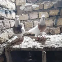 کبوتر طوقی|پرنده|شاهین‌شهر, اقبال لاهوری|دیوار
