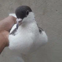 کبوتر خال سر