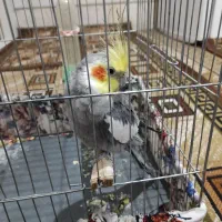 عروس هلندی