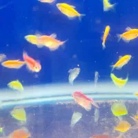 آکواریوم و ماهی و لوازم|ماهی|قروه, |دیوار