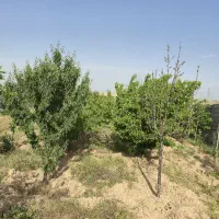 فروش-باغ-1000متری-حاشیه-آسفالت-با-مجوز