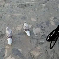 کبوتر گرده ای