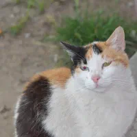 دوربین حرفه ای Nikon D5100|دوربین عکاسی و فیلمبرداری|رشت, کوی مهر|دیوار