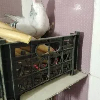 یک کبوترماده ویک جفت خال