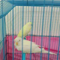 مرغ عشق|پرنده|آبادان, |دیوار