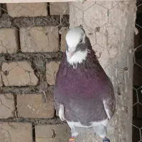 کبوتر پرشی .