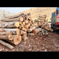 خرید چوب،بریدن انواع درخت،هرس درخت|خدمات باغبانی و درختکاری|صدرا-فارس, فاز ۱|دیوار