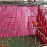 قناری نر|پرنده|کرمان, |دیوار