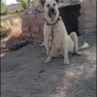 واگذاری ماده سرابی نگهبان