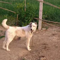 حیوان گمشده محدوده گلریز فاضل اباد