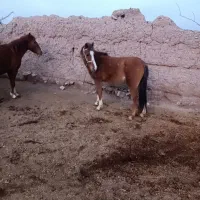 کره اسب|اسب و تجهیزات اسبسواری|ضیاء آباد, |دیوار