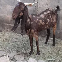 فروش گوسفند