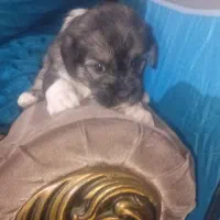 سگ شیتزو تریر عروسکی و کراس ماده و نره