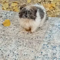 واگذاری پاپی نر|سگ|داران, |دیوار