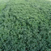 اجاره زمین کشاورزی میخواهم