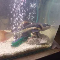 2 عدد ردتیل ماهی با اکواریوم و لوازم|ماهی|هشتگرد, هشتگرد قدیم|دیوار