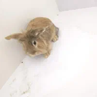 خرگوش خانگی|موش و خرگوش|شراء, |دیوار