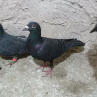 کبوتر پرشی کله سیاه،سبز ،زاغ ،دمسفیدو طوقی|پرنده|مشهد, گلبرگ|دیوار