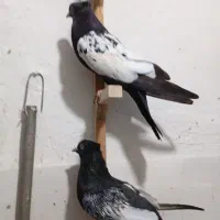 سه جفت جوجه سینه سیاه چهار پره و دو نره|پرنده|مرودشت, ابوذر شمالی|دیوار