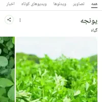 علوفه جهت اجاره