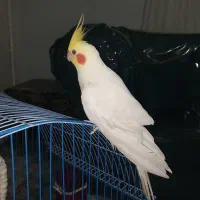 عروس هلندی لوتینوسخنگوباقفس
