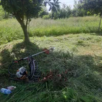 هرس علف های هرز و قطع درخت|خدمات باغبانی و درختکاری|فومن, |دیوار