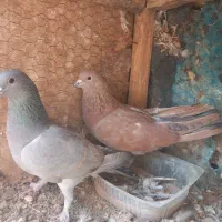 دمگیر سیمونی