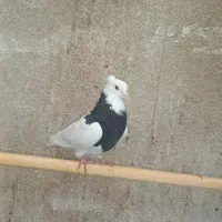 طوقی|پرنده|مشهد, فاطمیه|دیوار