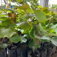 فروش کیوی خونی سبز طلایی درجه یک پایه خیاری|خدمات باغبانی و درختکاری|رضوانشهر, |دیوار