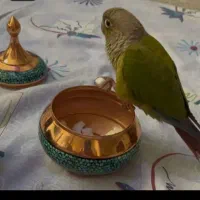 طوطی گیرینچیک دستی بانمک سخنگو|پرنده|تفت, |دیوار