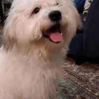 سگ گم شده به یابنده ۸تومن میدم