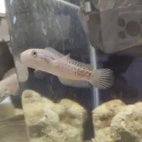 ماهی زینتی چانا