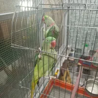شاه طوطی نرو ماده