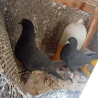 مفلق روزگاری