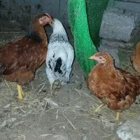 مرغ و خروس نیمچه|حیوانات مزرعه|کوچصفهان, |دیوار