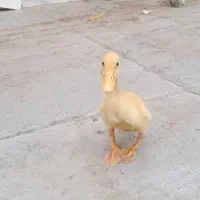 اردک