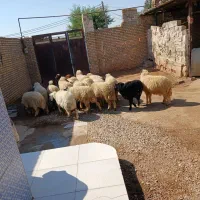 بره همشون عراقی|حیوانات مزرعه|اهواز, شریعتی جنوبی|دیوار