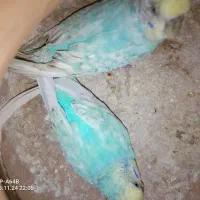 یه جفت مرغ عشق رینبو نر و ماده نزدیک به تخم