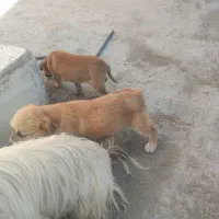 واگذاری توله خیلی قشنگ شیتزو