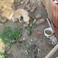 سگ پا کوتاه سالم و حرف گوش کن