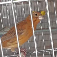 قناری ماده (اماده)|پرنده|تهران, علم و صنعت|دیوار