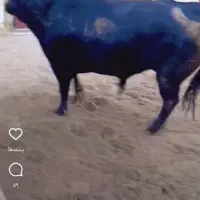 کارگر دامداری