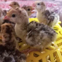 جوجه مرغ،غاز،بوقلمون